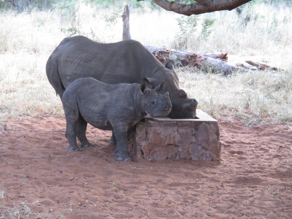 Very first day there we took an afternoon drive and saw a momma and baby eating at the feeding stations the Programme set up