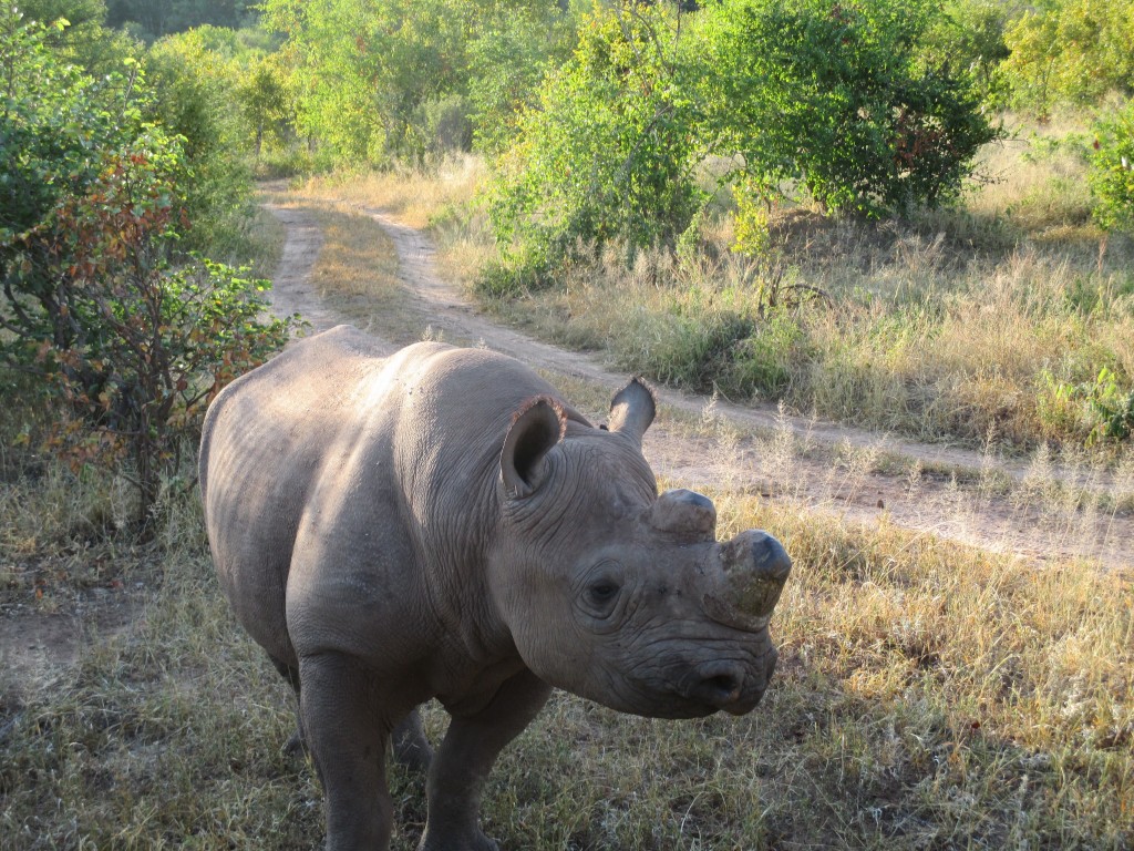 His horns were properly and humanely removed by Nakavango to keep him from being a target from poachers. Without their horns (which can be properly cut down) a rhino is worthless to a poacher. 