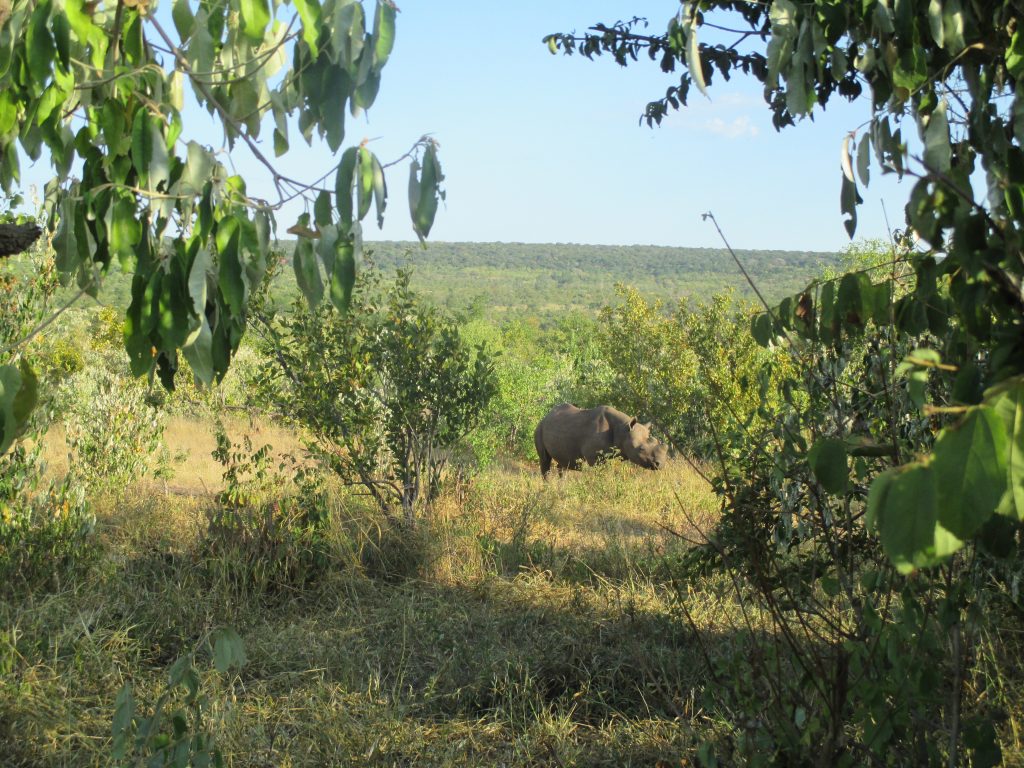 That time Dean, myself and one other volunteer where on a bush walk, miles from the car, and we spotted momma. What's worse, she spotted us. Dean yelled at us to climb a tree as she started huffing towards us. Thankfully, she was bluffing and turned around before getting too close.
