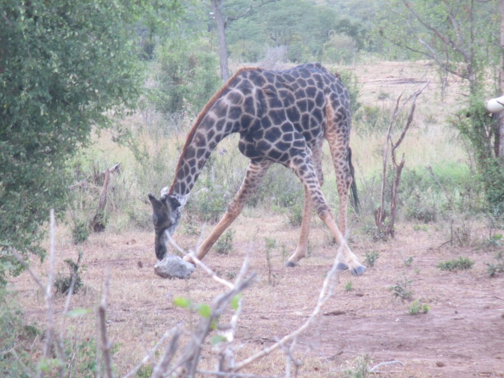 "Oh F it. I'm going for it."