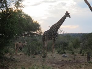 but then I swear he knew we were watching and got embarrassed. 