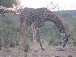 He finally made it for a bit...