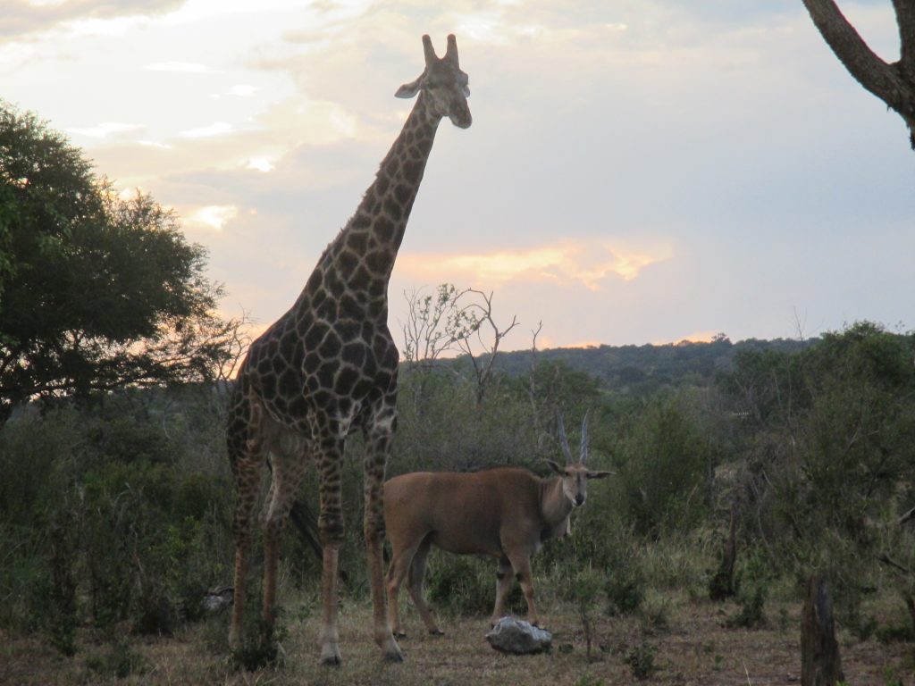 I loved this guy. No joke watched him for 30 minutes as he tried to figure out the best way to reach the salt block. What a funny problem for this giant animal who has no problem reaching food up high...