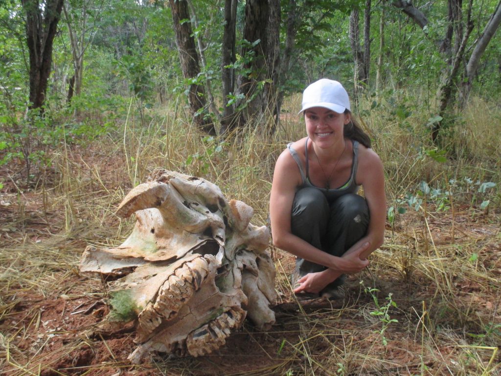 Elephant skull